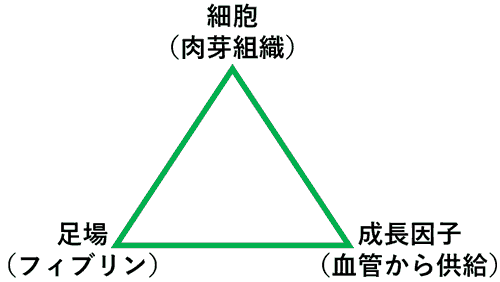 再生治療の三要素